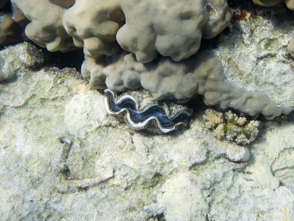 Tridacna maxima — Zdjęcie stockowe