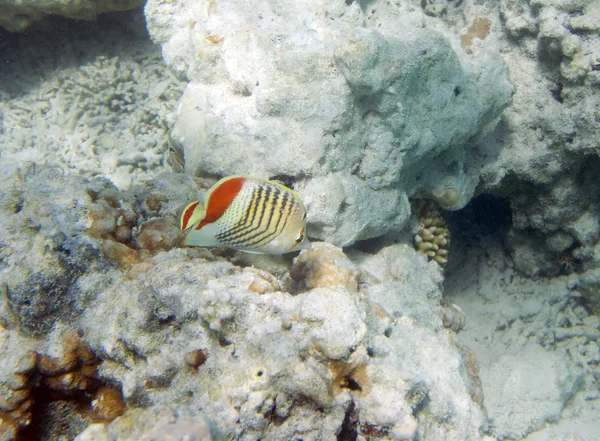 Pez mariposa eritrea — Foto de Stock