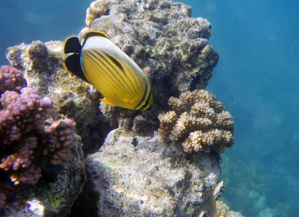 Butterfly fish — Stock Photo, Image