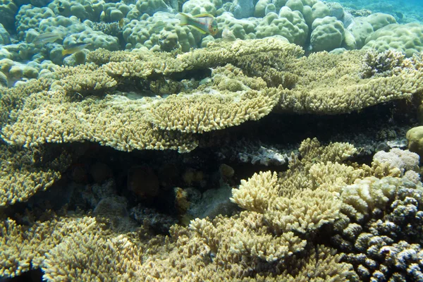 Wrasse och korallrev — Stockfoto