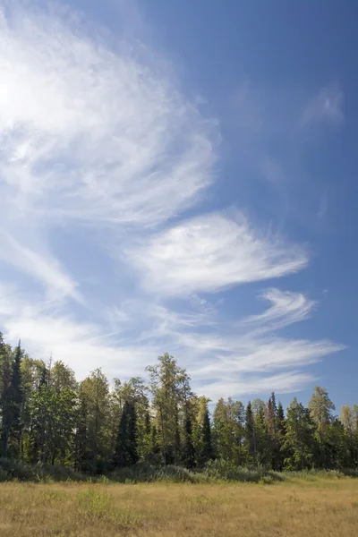 Wald und Himmel — Stockfoto