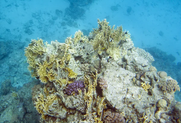 Millepora dichotoma korál — Stock fotografie