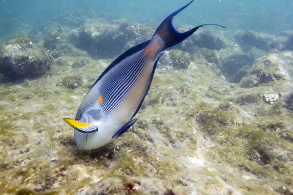 Peixe-cirurgião — Fotografia de Stock