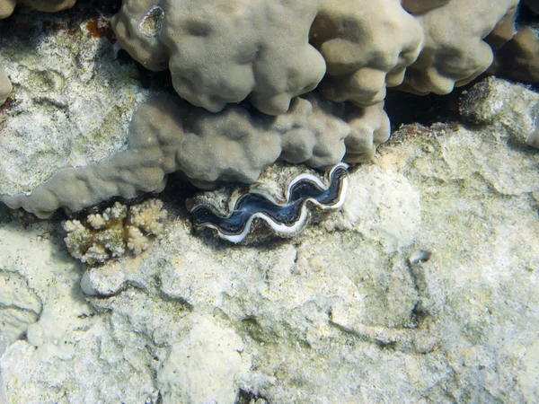 Tridacna maxima — Zdjęcie stockowe