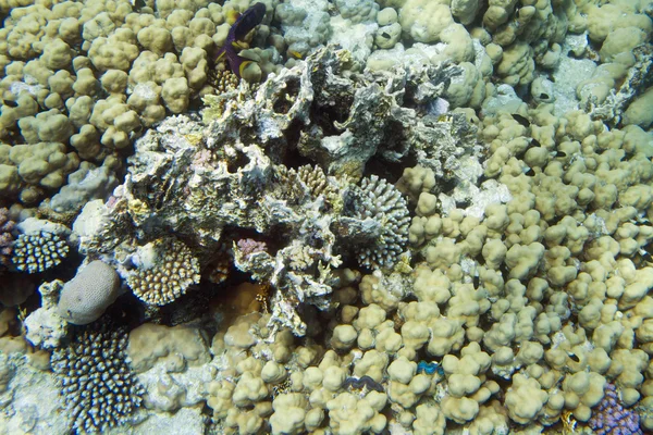 水下的珊瑚 — 图库照片