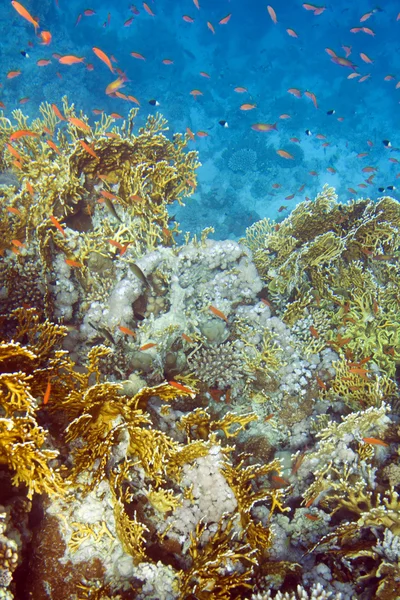 Yangın sert mercan — Stok fotoğraf