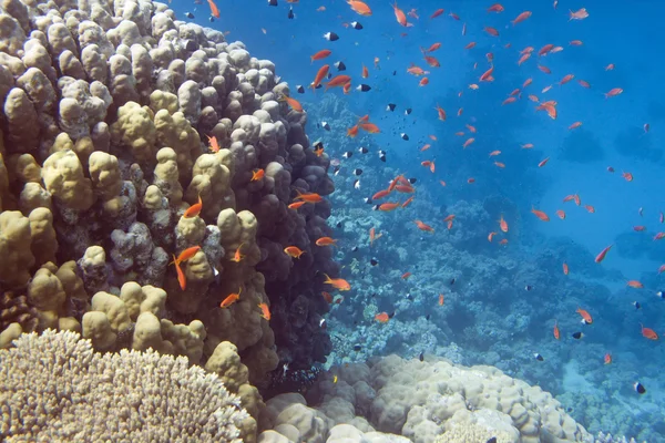 Underwater reef — Stock Photo, Image