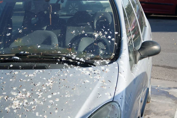 Otoparkta duran yolcu vagonunda kuş pisliği var..