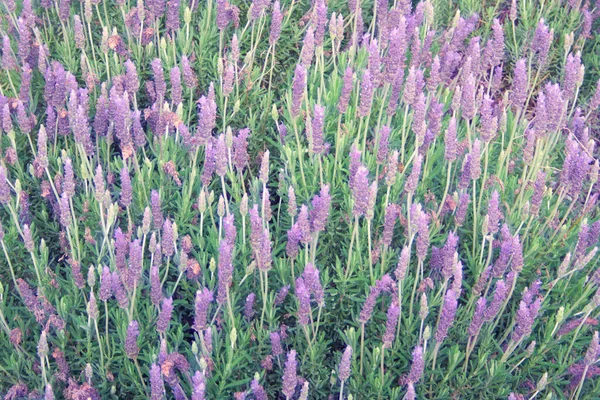 Lavender Field Summer Natural Colors Background Wild Flowers — Stock Photo, Image