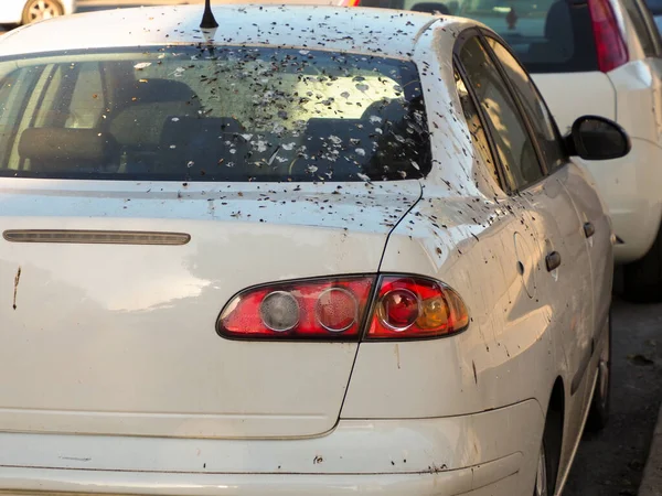 A gray car parked on the street polluted with excrement from birds.