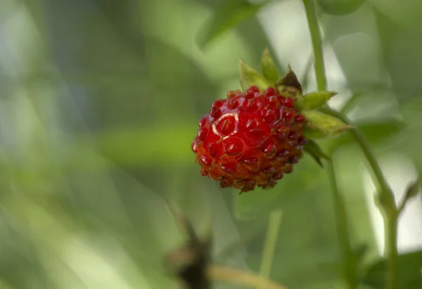 Wild strawberry 1 — Stock Photo, Image