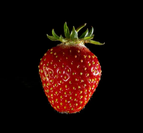 Fraise 1 — Photo