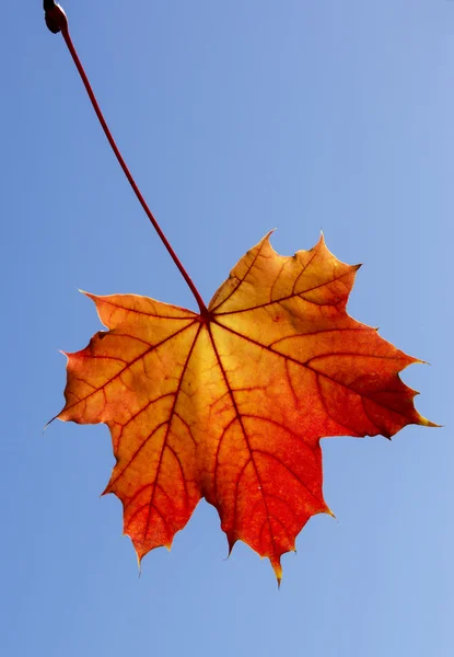 Őszi levelek 2012-012 — Stock Fotó