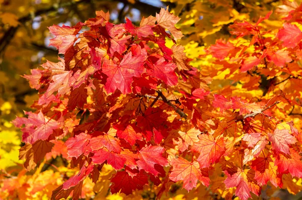 Őszi levelek 2012-011 — Stock Fotó