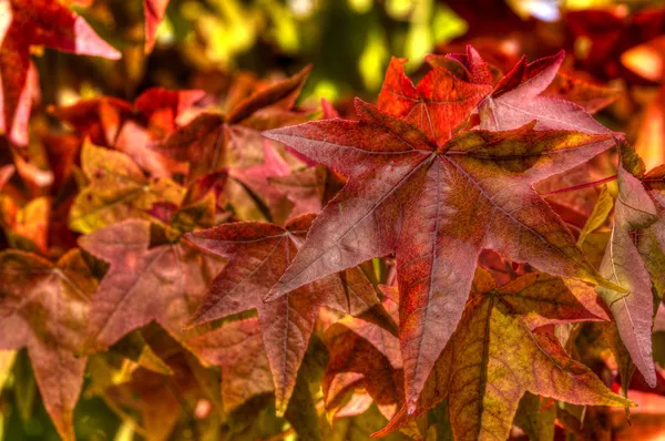 Herfstbladeren 2012 015 — Stockfoto