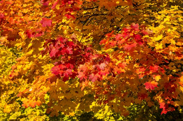 秋天的叶子 2012年 06 — 图库照片