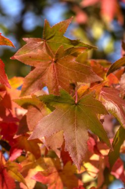 2012 017 sonbahar yaprakları