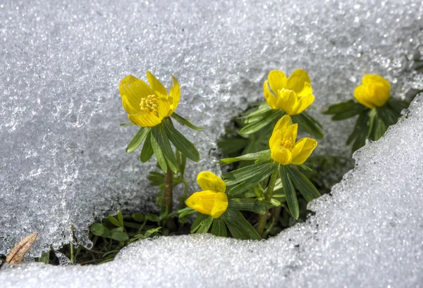 Winter aconite Royalty Free Stock Images