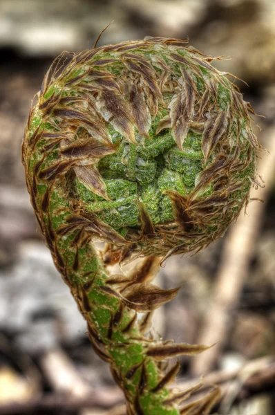 Young fern 2013 01 — Stock Photo, Image
