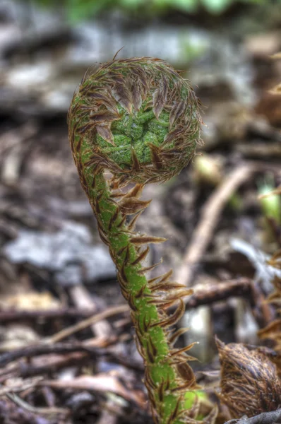 Young fern 2013 03 — Stock Photo, Image
