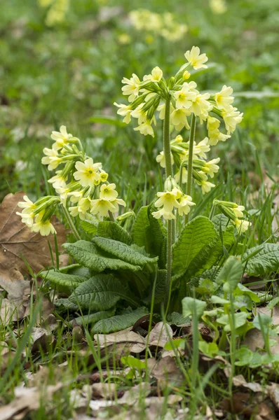 Cowslip 2013 03 — Stock Photo, Image