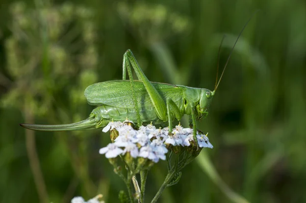 Green grasshopper — Stock Photo, Image