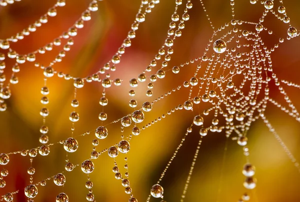 Orvalho em uma teia de aranha 4 — Fotografia de Stock