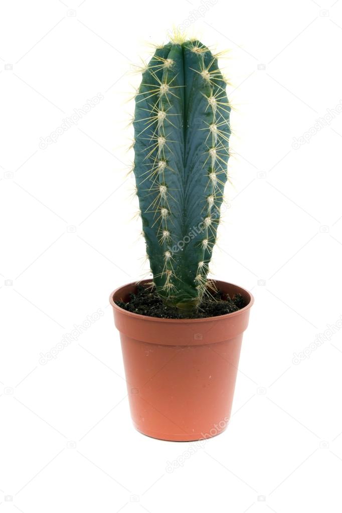 Green prickly cactus in pot