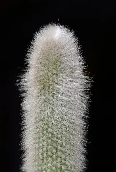 Succulent cactus — Stock Photo, Image