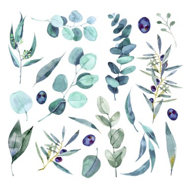 Beyaz arka planda izole edilmiş okaliptüs yaban zeytin dalları. Zarif çiçek elementleri. Suluboya el çizimi çizimi.