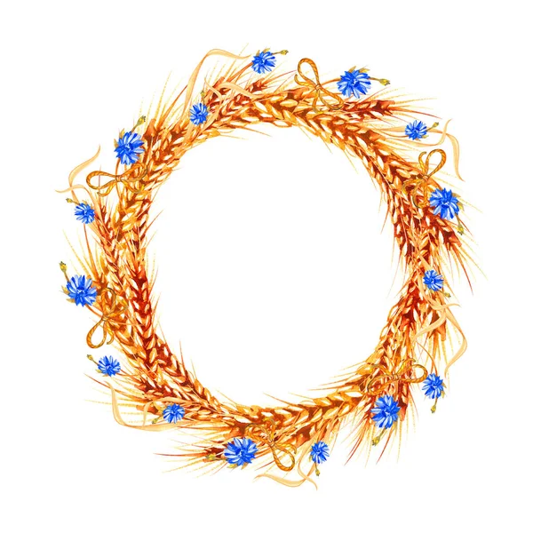 Buğday çerçeveli suluboya kulaklar beyaz arka planda izole edilmiş sınır çizimi. Tasarım ve çizimler için şablon.