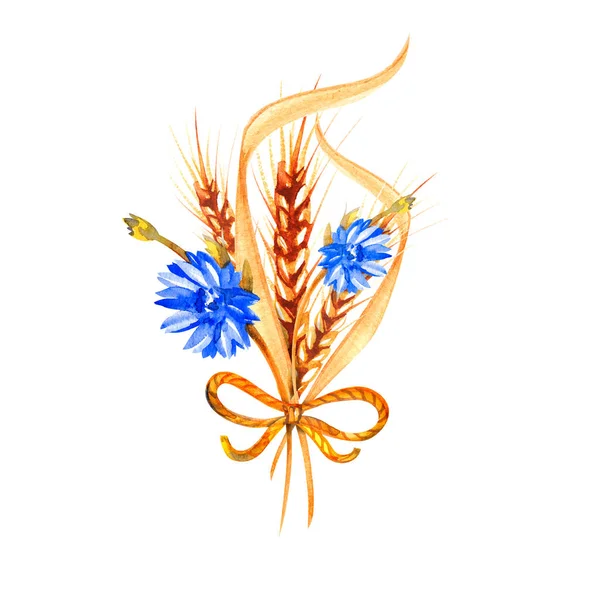 Suluboya çizimi. Olgun buğday başaklarının görüntüsü. — Stok fotoğraf