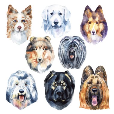 Çoban köpeği baş portreleri bir karakter grafiği, simgesi, suluboya çizimi,