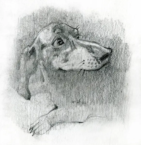 Sketch of Dog Dachshund. Animal Illustration hand drawn