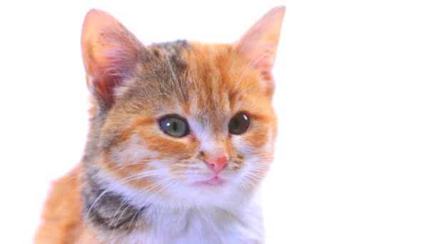 子猫さん — ストック動画