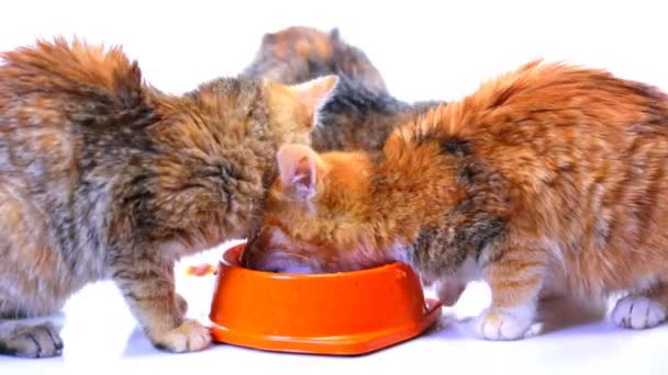 Kittens — Stock Video