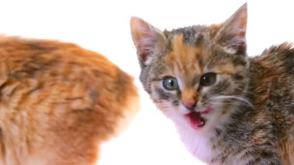 Kittens — Stockvideo