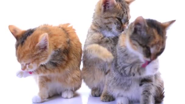Kittens — Stock Video