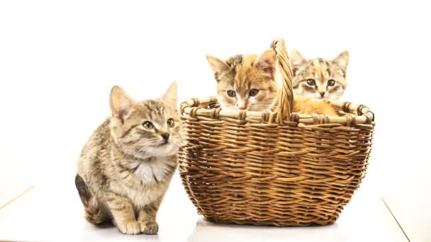 Kocięta — Wideo stockowe