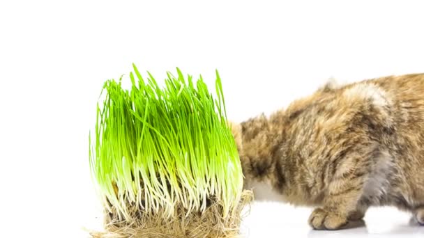 Gato comiendo hierba — Vídeos de Stock