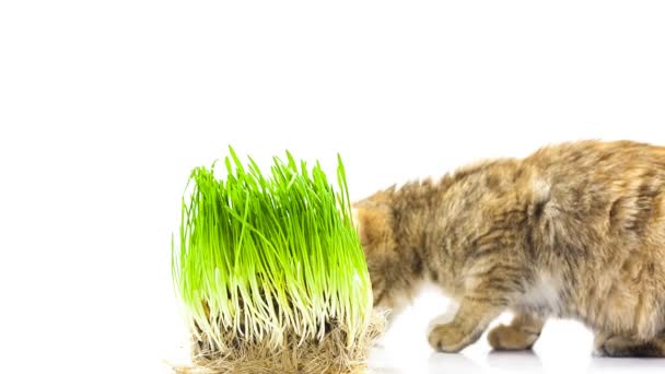 Cat eating grass — Stock Video