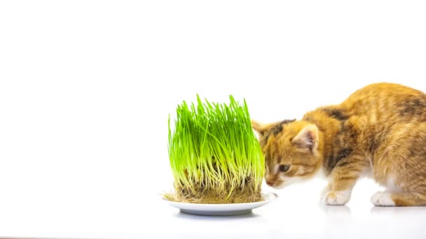 Gato comendo grama — Vídeo de Stock