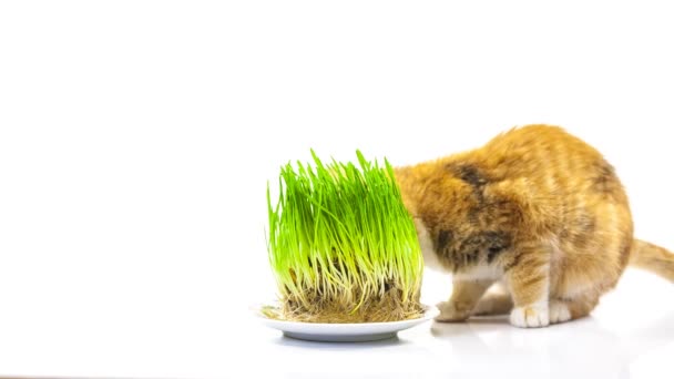 Katze frisst Gras — Stockvideo