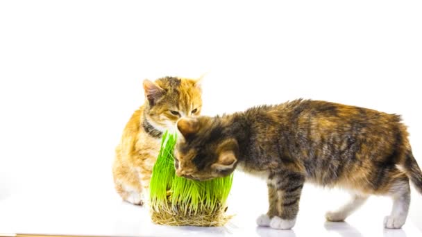 Gato comendo grama — Vídeo de Stock