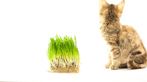 Kot jedzący trawę — Wideo stockowe