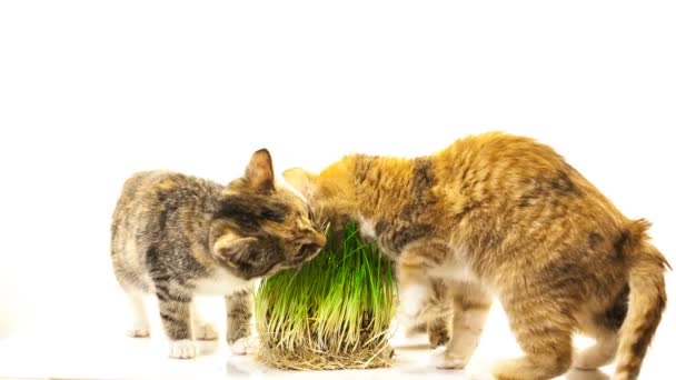 Kat eten van gras — Stockvideo