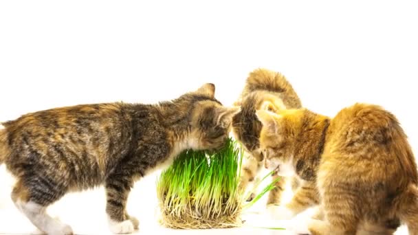Кошка ест траву — стоковое видео