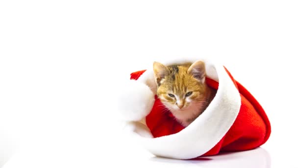 Natale Santa gatto — Video Stock