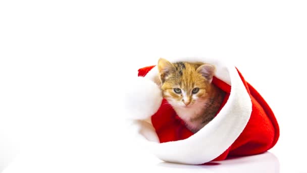 Boże Narodzenie santa kot — Wideo stockowe