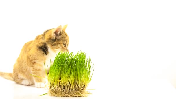 Katze frisst Gras — Stockvideo